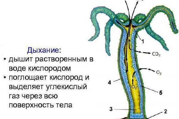 Кракен дарк