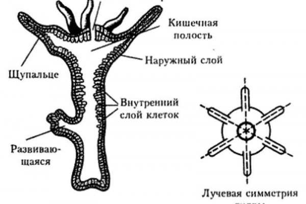 Кракен запрещенные вещества